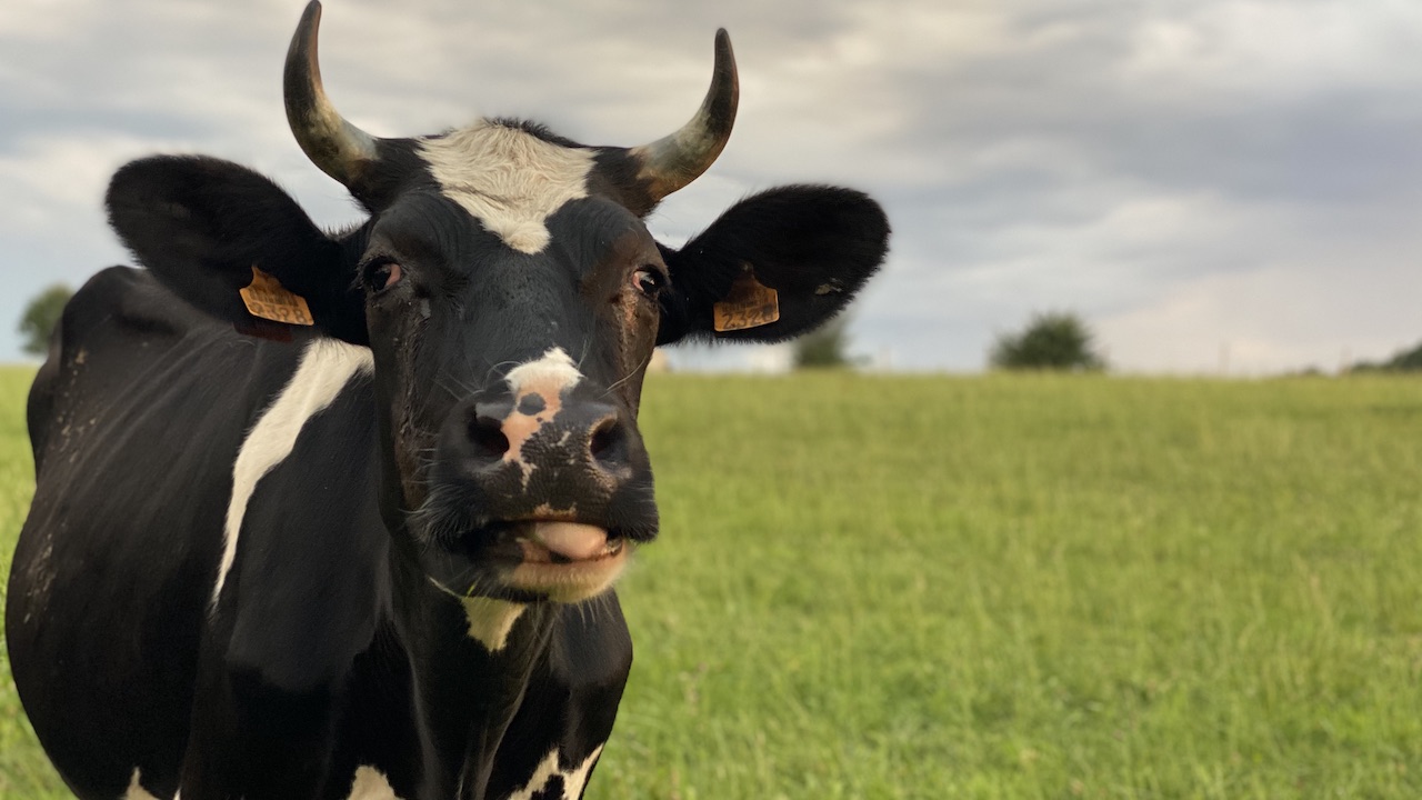 Happy cow